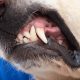 Ilustrasi Anjing Kena Rabies