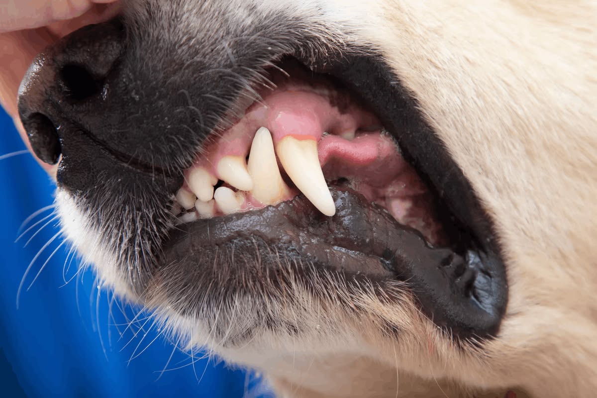 Ilustrasi Anjing Kena Rabies